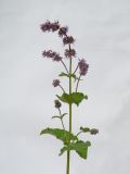 Image of taxon representative. Author is Раду Кибзий