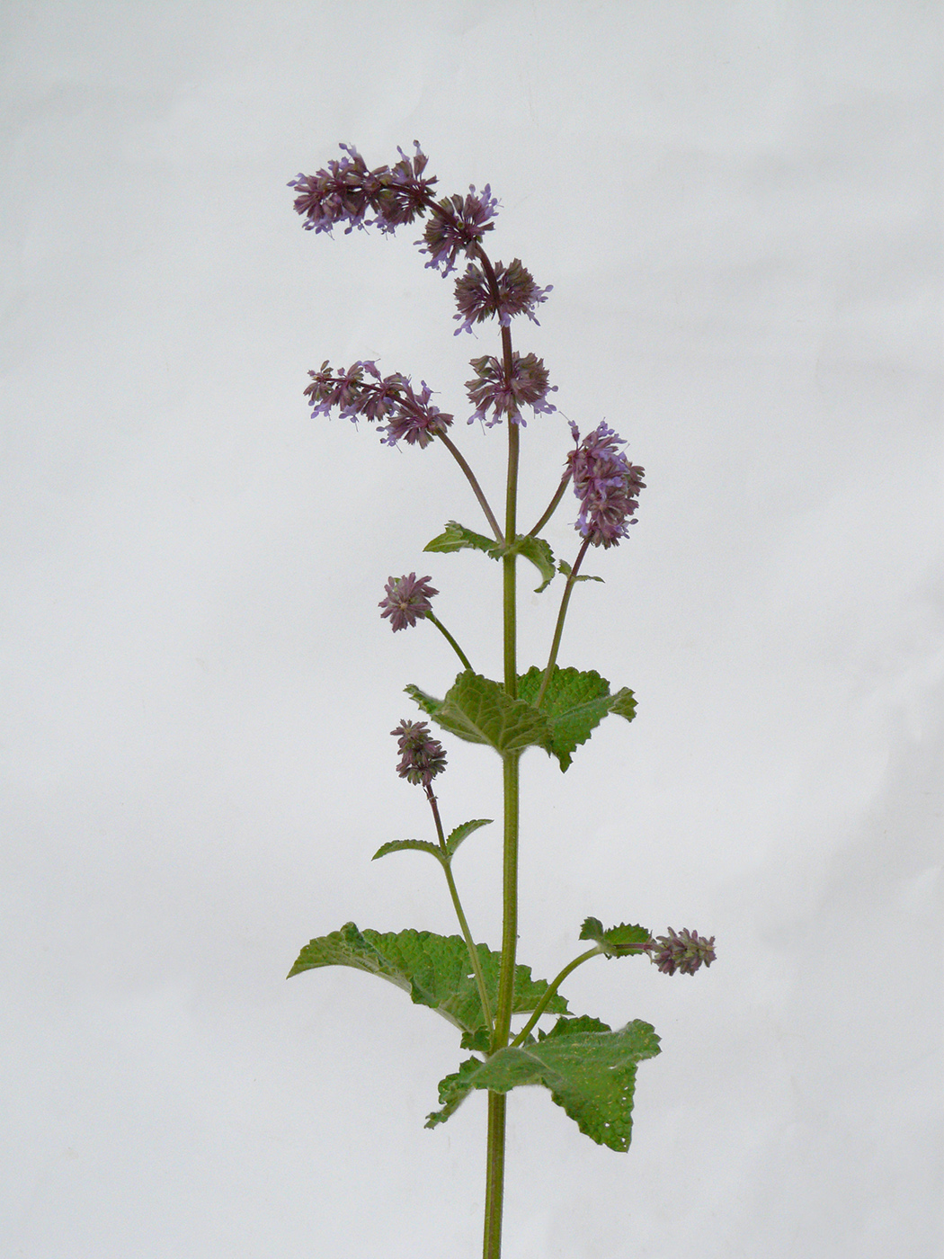 Image of Salvia verticillata specimen.