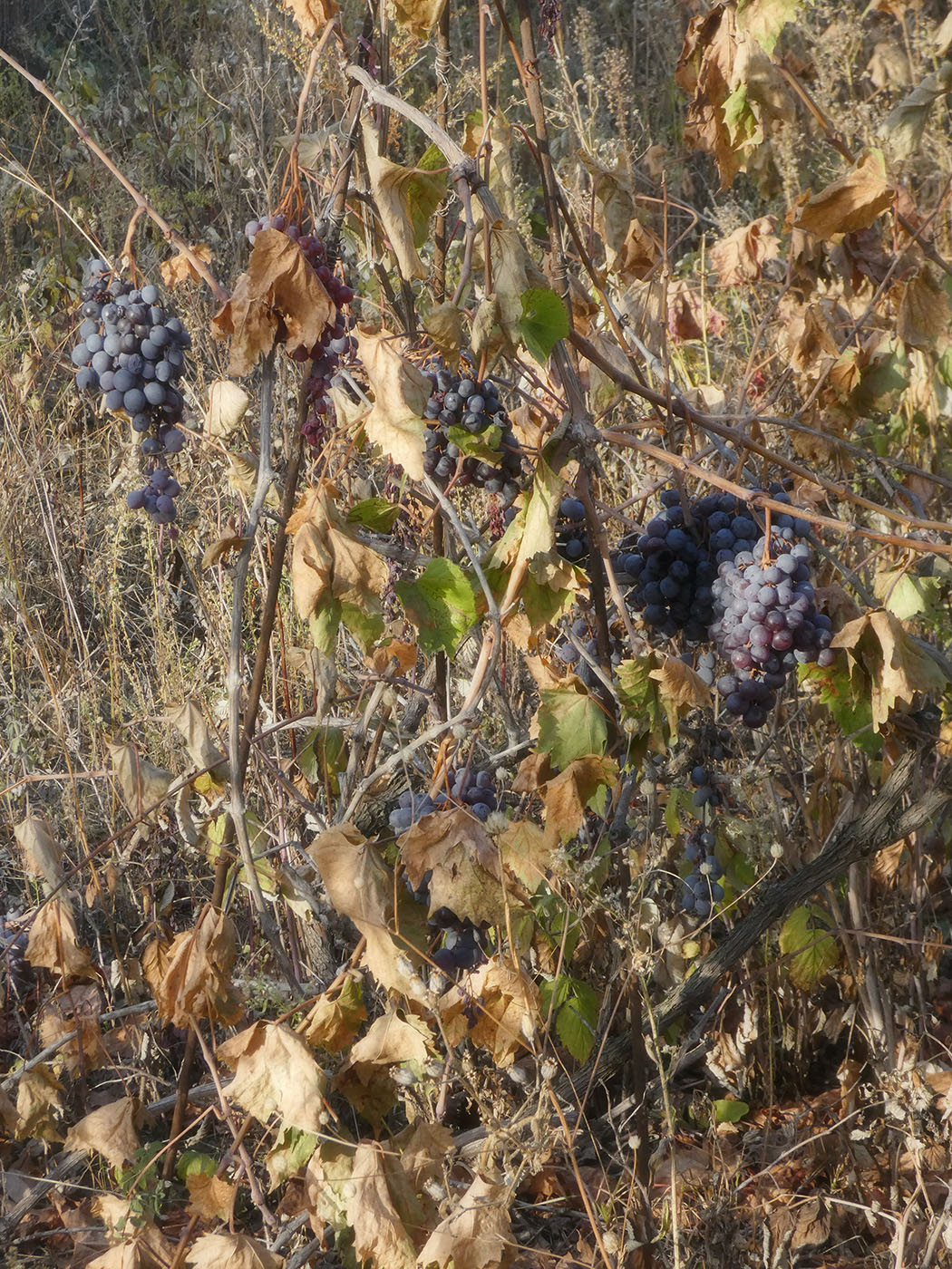 Изображение особи Vitis vinifera.