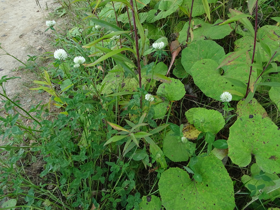 Изображение особи Trifolium pratense var. albiflorum.