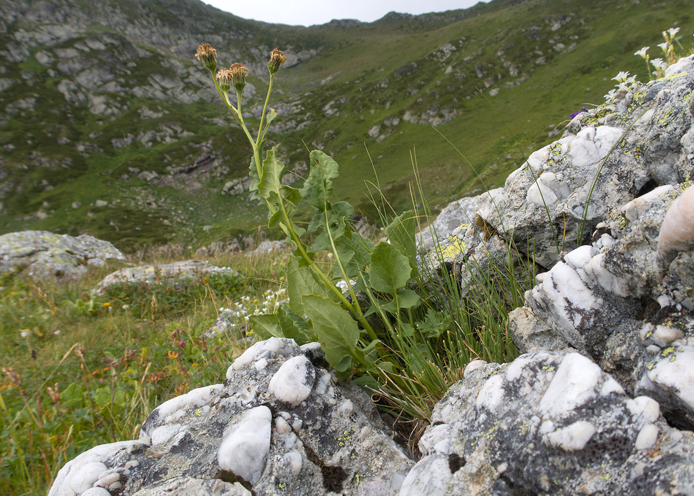 Изображение особи Senecio kolenatianus.