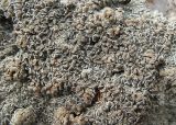 Lecanora muralis