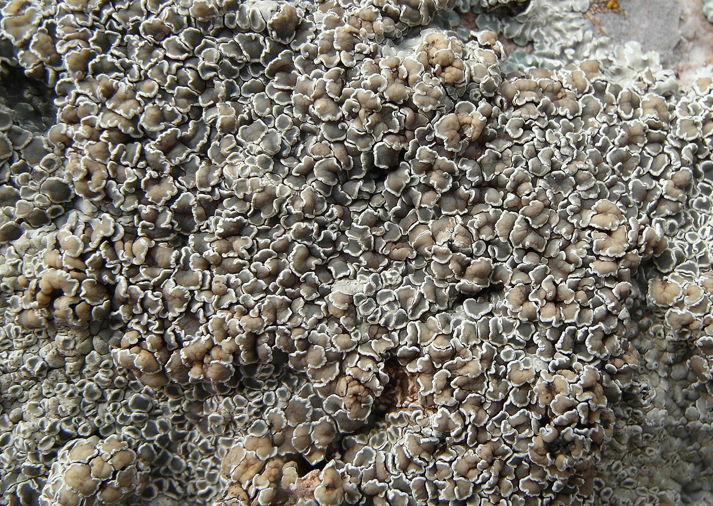 Изображение особи Lecanora muralis.