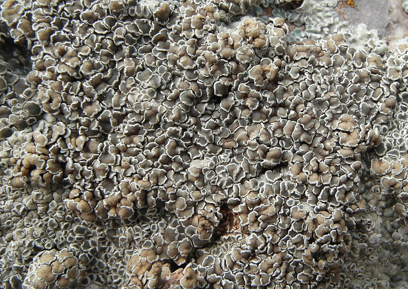 Image of Lecanora muralis specimen.