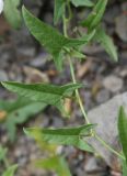 Convolvulus arvensis