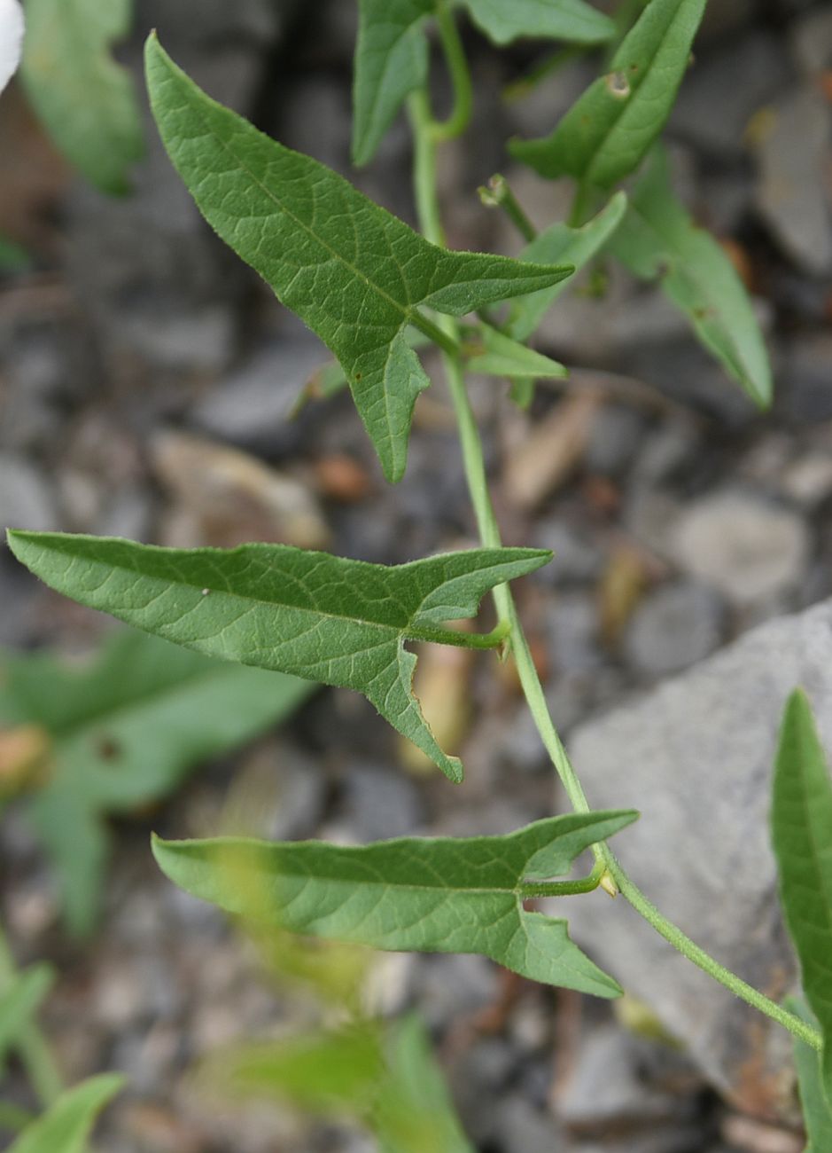 Image of Convolvulus arvensis specimen.