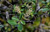 Salix glauca