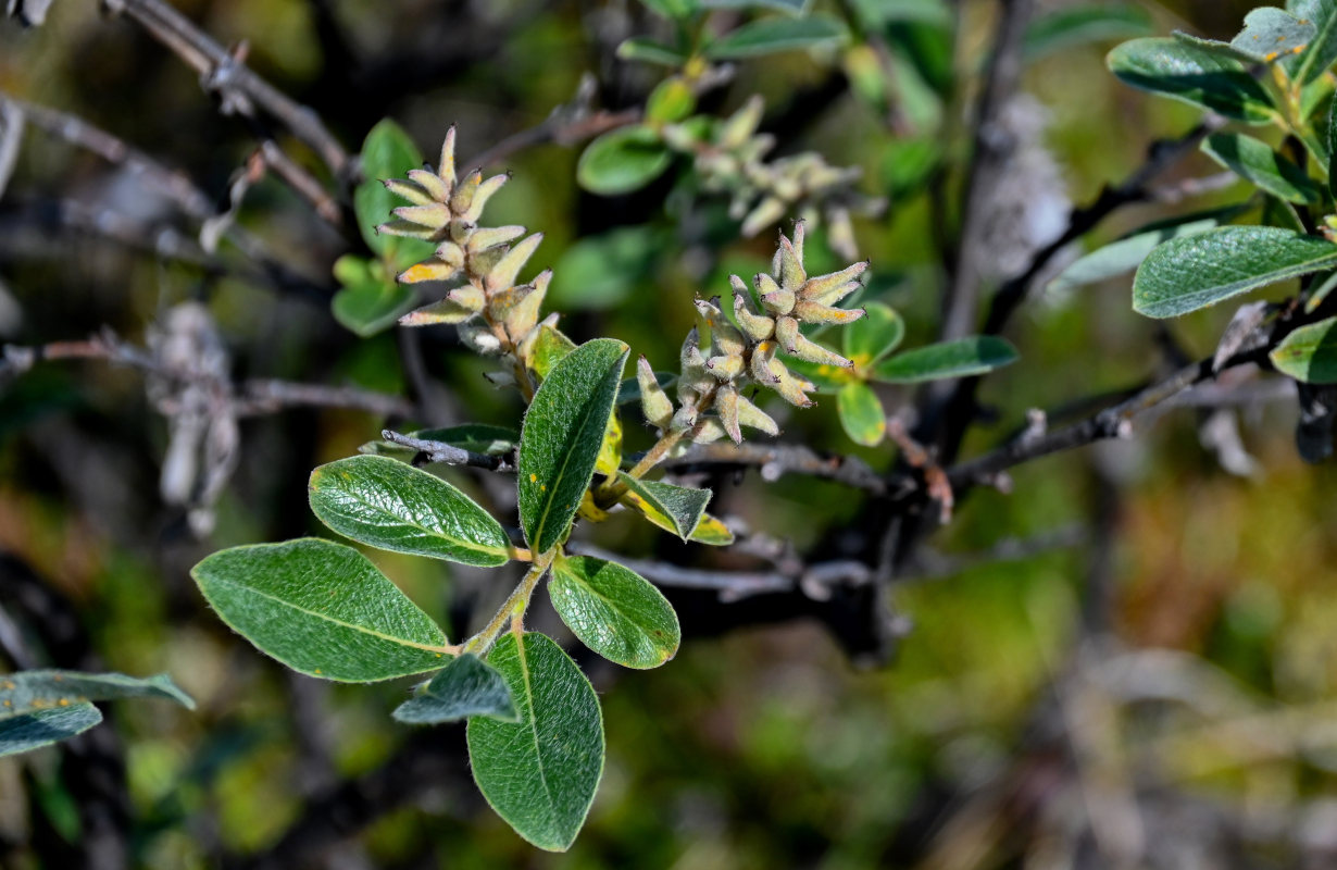 Изображение особи Salix glauca.