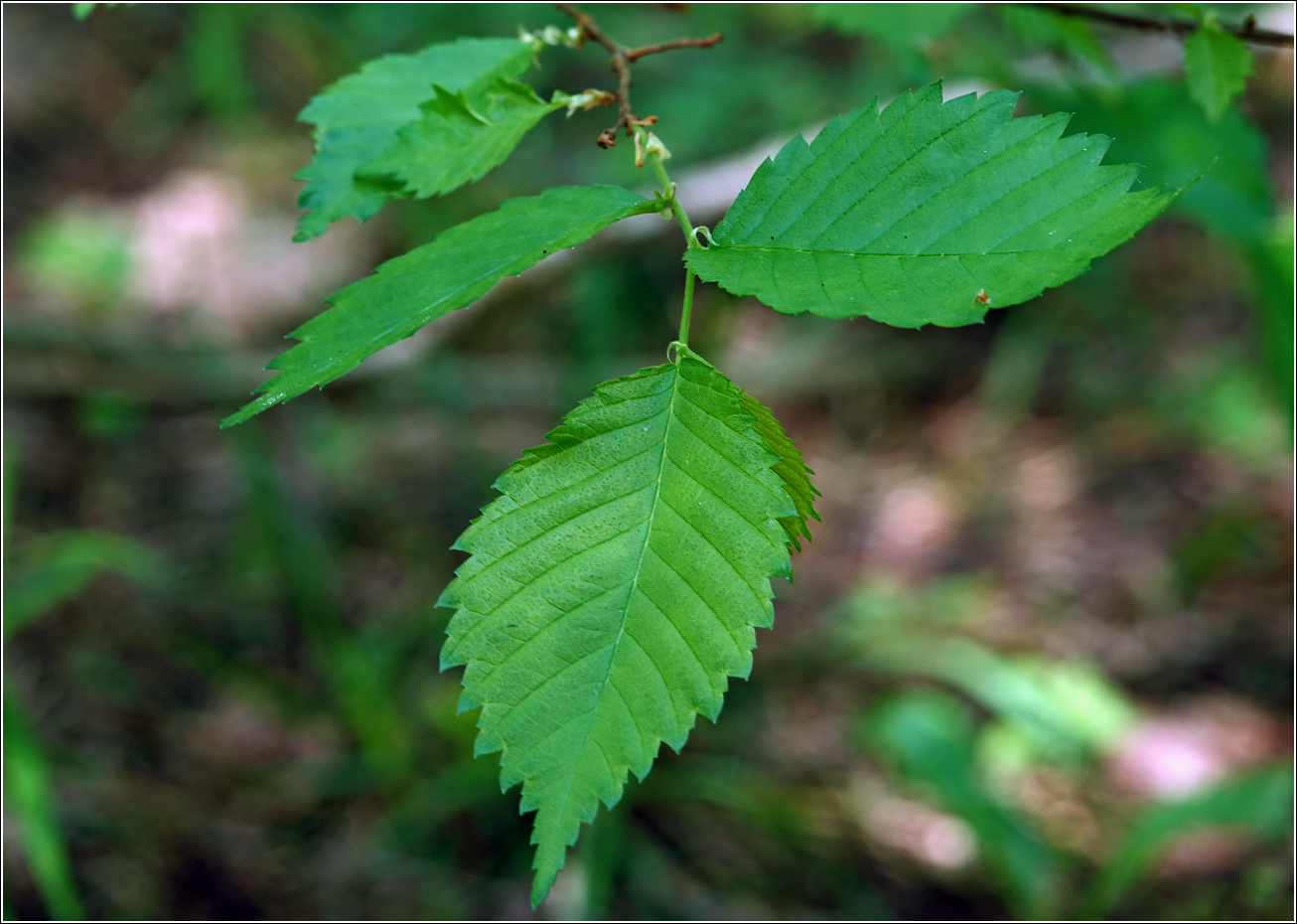 Изображение особи Ulmus laevis.