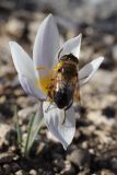 Crocus tauricus