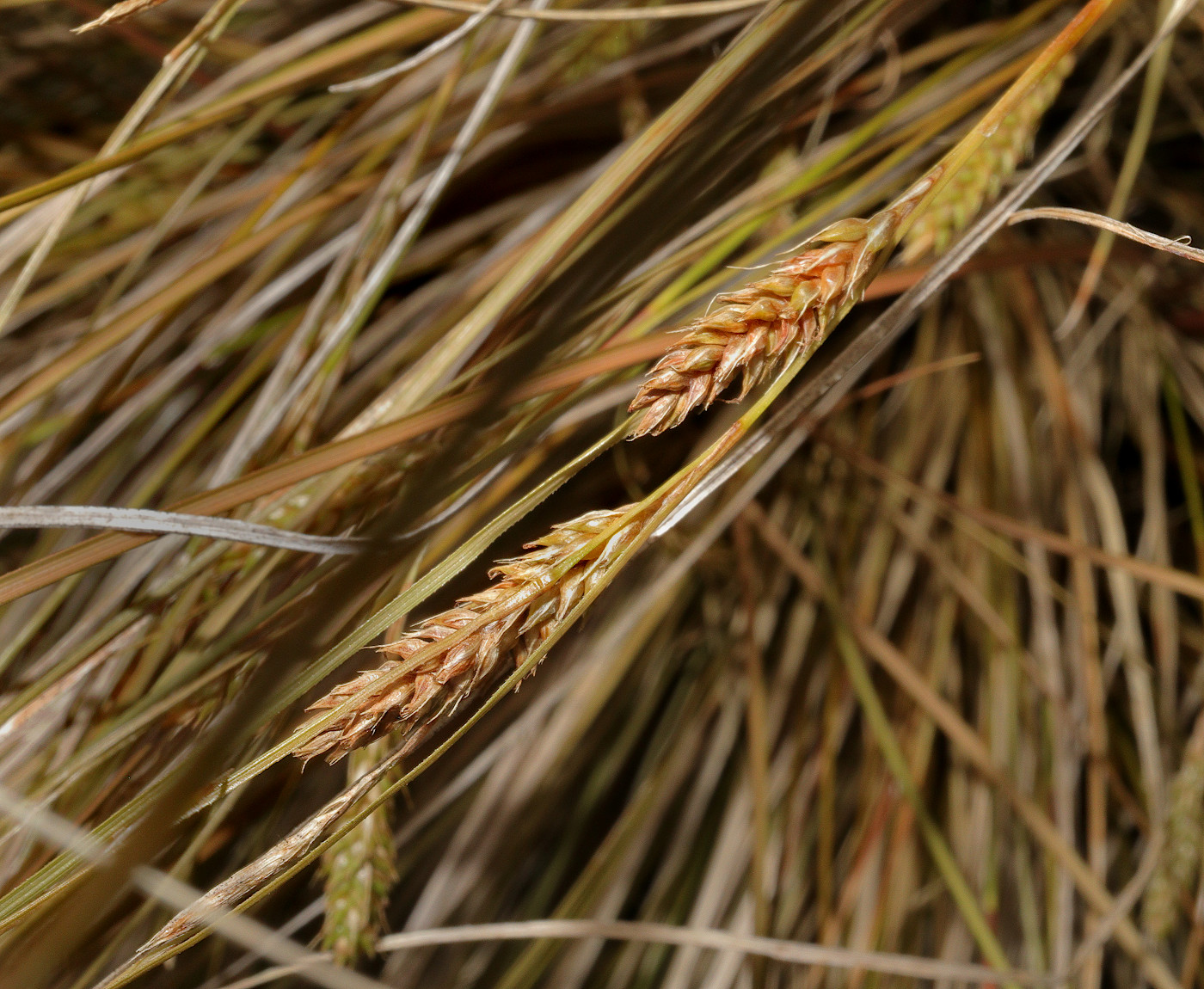 Изображение особи Carex buchananii.