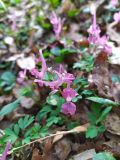 Corydalis caucasica. Соцветие. Краснодарский край, г/о Сочи, Хостинский р-н, окр. с. Измайловка, долина р. Дикарька, широколиственный лес. 05.03.2024.