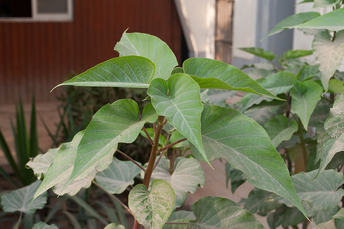 Image of Ipomoea carnea specimen.