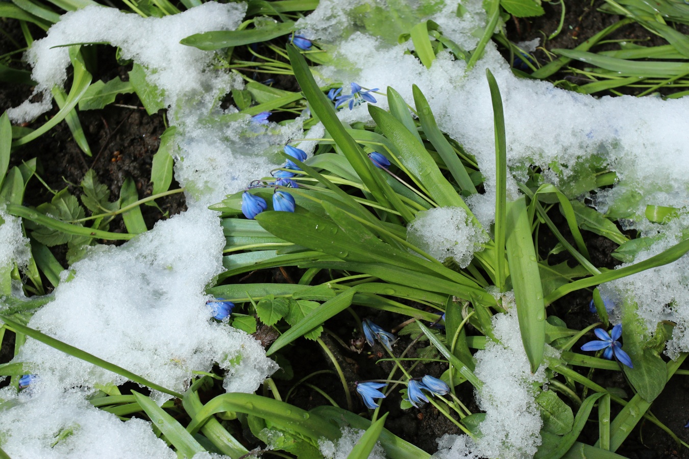 Image of Scilla siberica specimen.