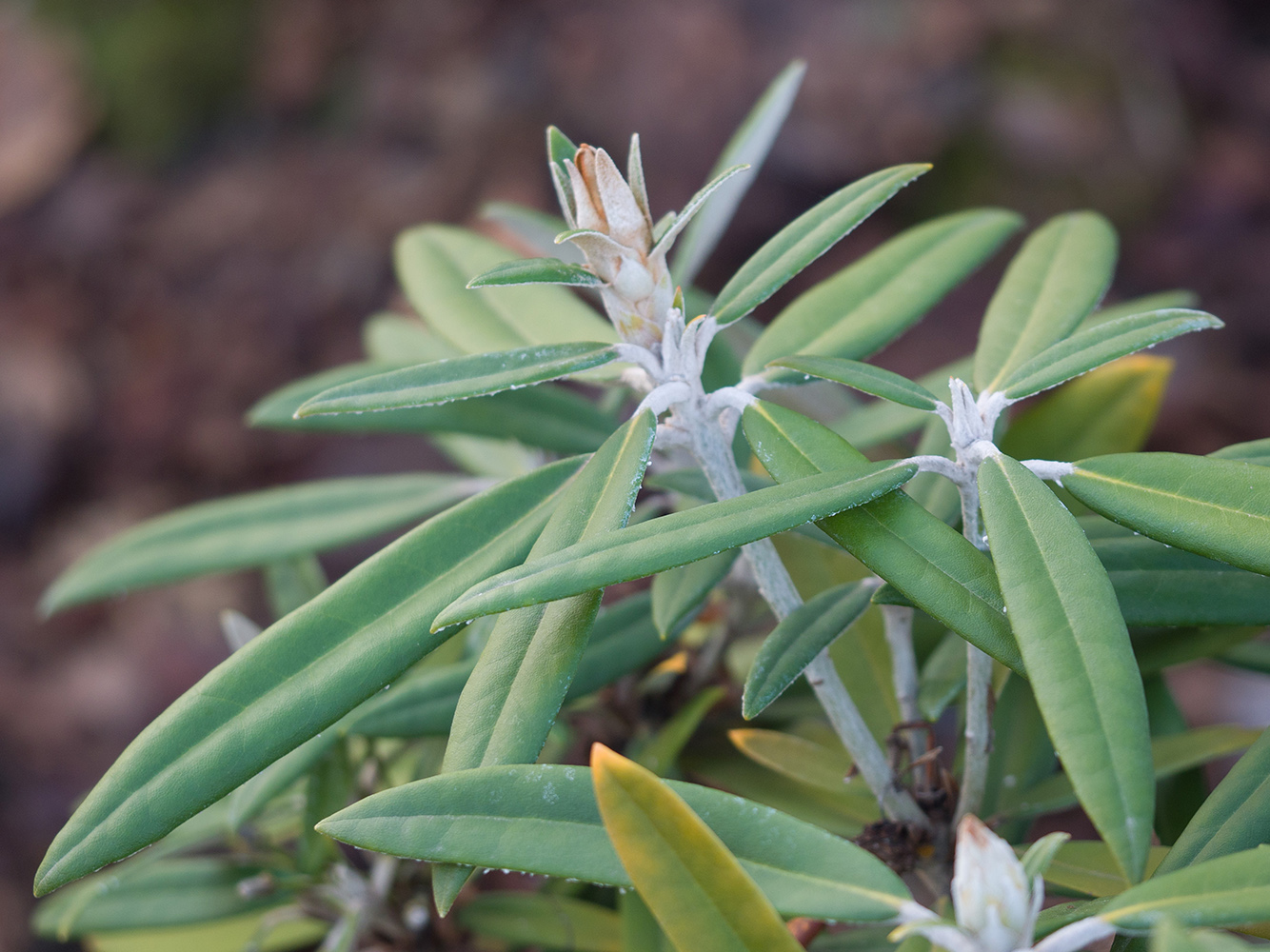 Изображение особи род Rhododendron.