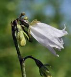 Campanula punctata. Верхушка соцветия с цветком и бутонами. Приморский край, Шкотовский р-н, пос. Подъяпольск, поросший кустарником склон. 28.07.2023.