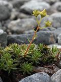 Saxifraga aizoides. Плодоносящее растение. Кольский п-ов, Хибины, долина р. Вудъяврйок, прибрежный галечник. 09.08.2010.