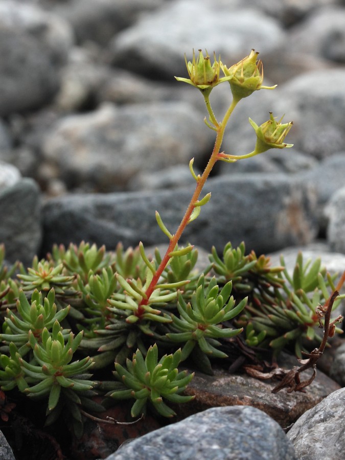 Изображение особи Saxifraga aizoides.