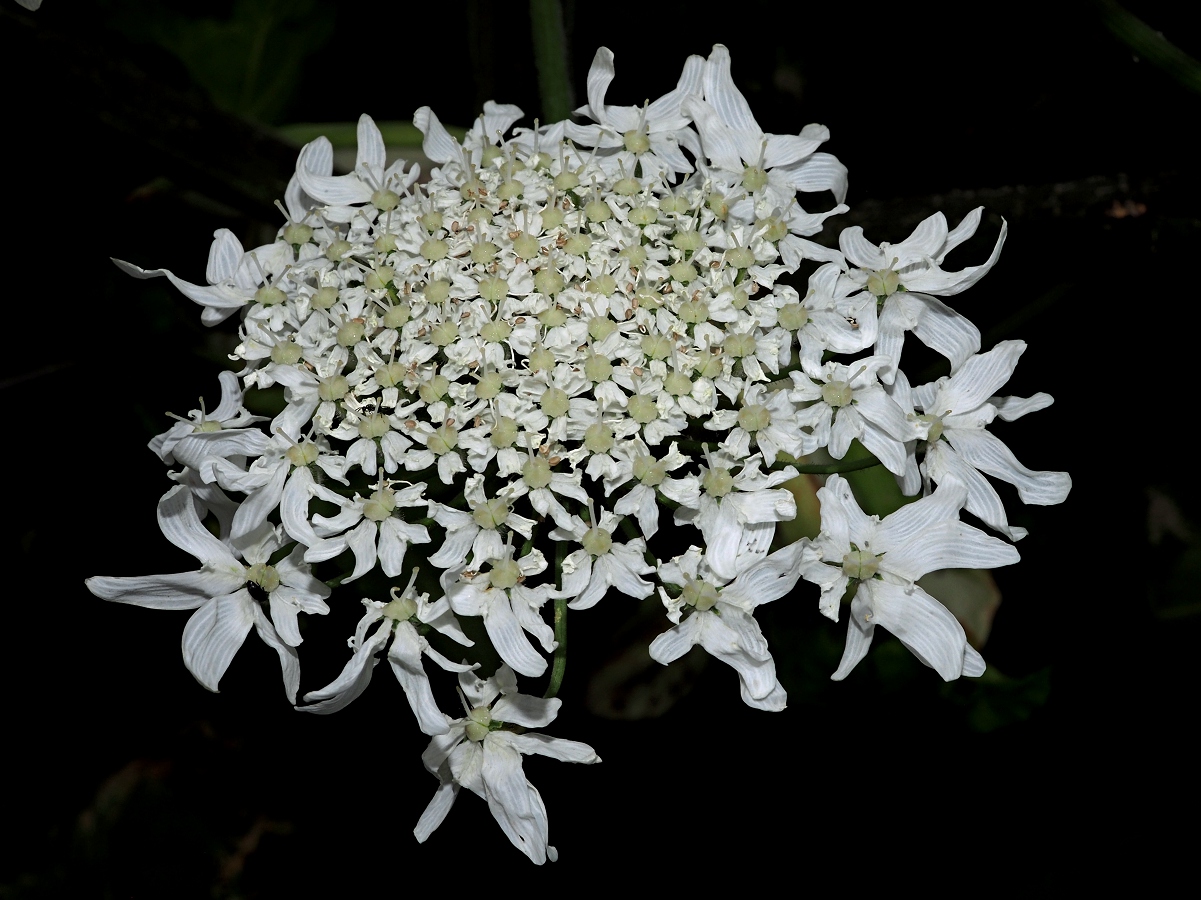 Image of Heracleum sosnowskyi specimen.
