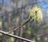 Acer negundo