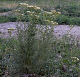 Achillea millefolium