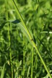 Echinochloa crus-galli