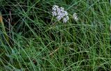 Thyselium palustre
