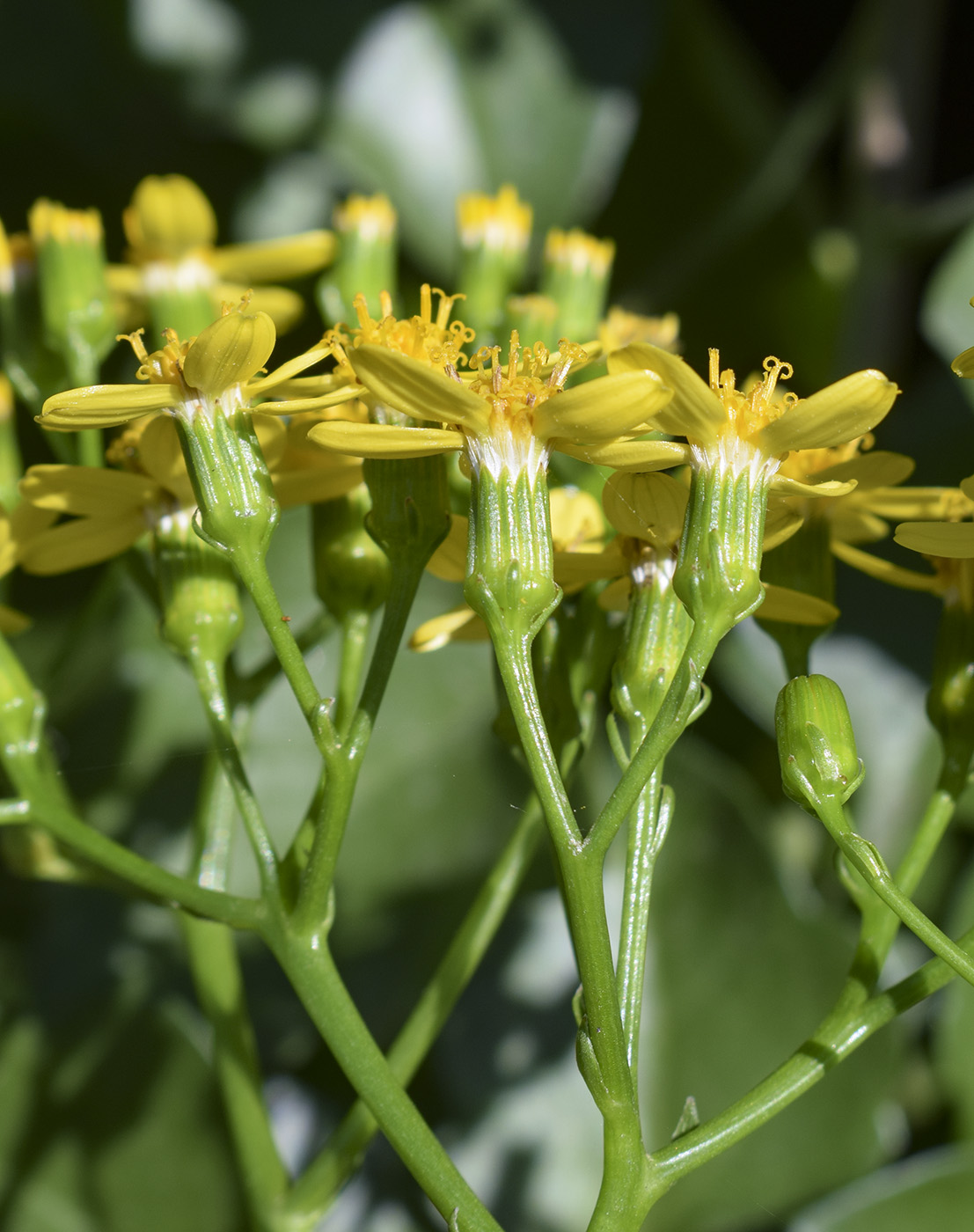 Изображение особи Senecio angulatus.