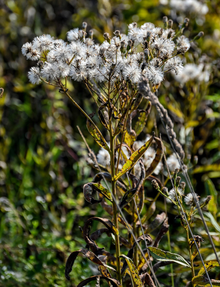 Изображение особи Senecio sarracenicus.