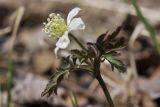 Anemone amurensis