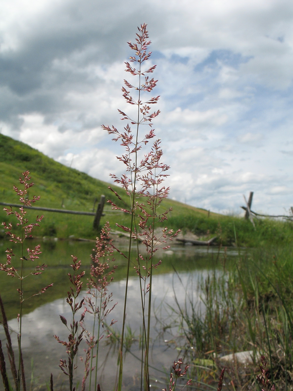 Image of genus Agrostis specimen.