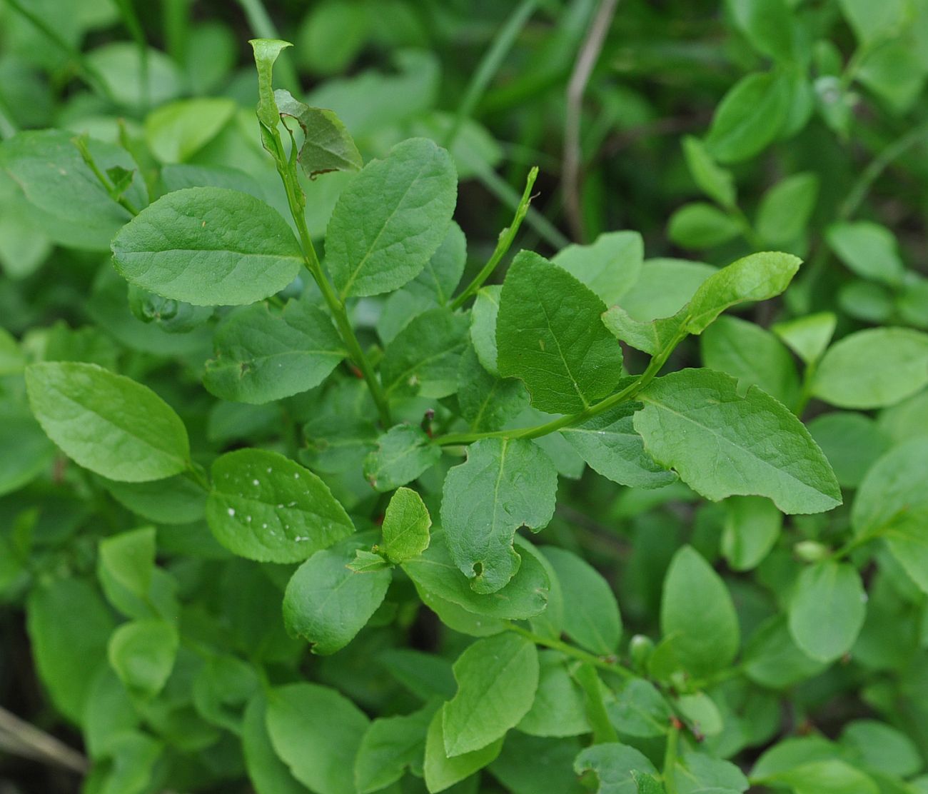 Изображение особи Vaccinium myrtillus.