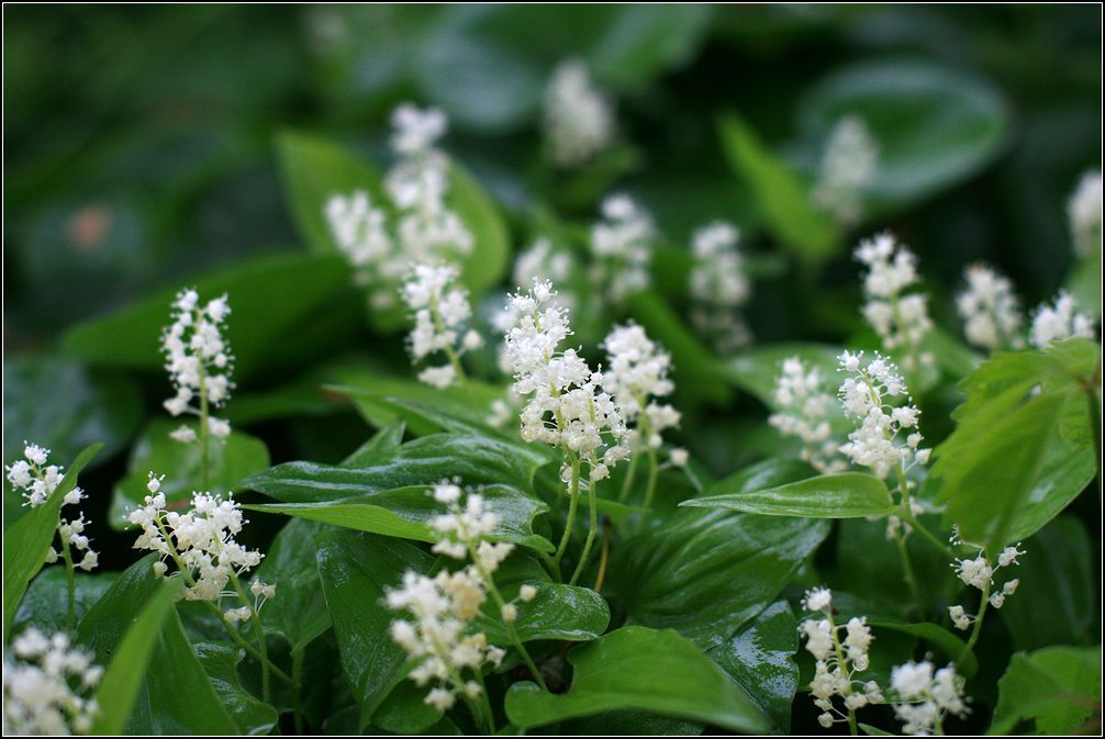 Image of Maianthemum bifolium specimen.