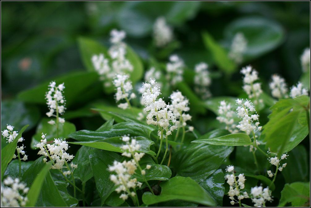 Изображение особи Maianthemum bifolium.