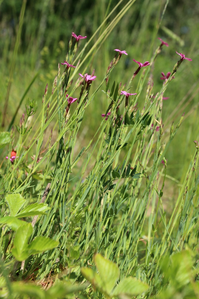Изображение особи Dianthus deltoides.