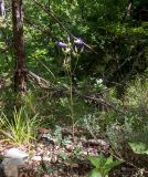 Campanula taurica