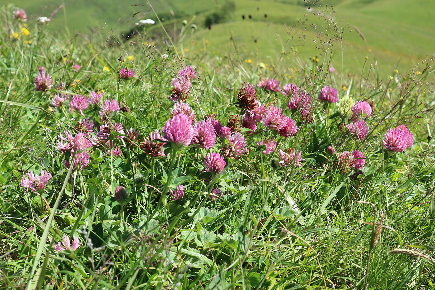 Image of Trifolium pratense specimen.