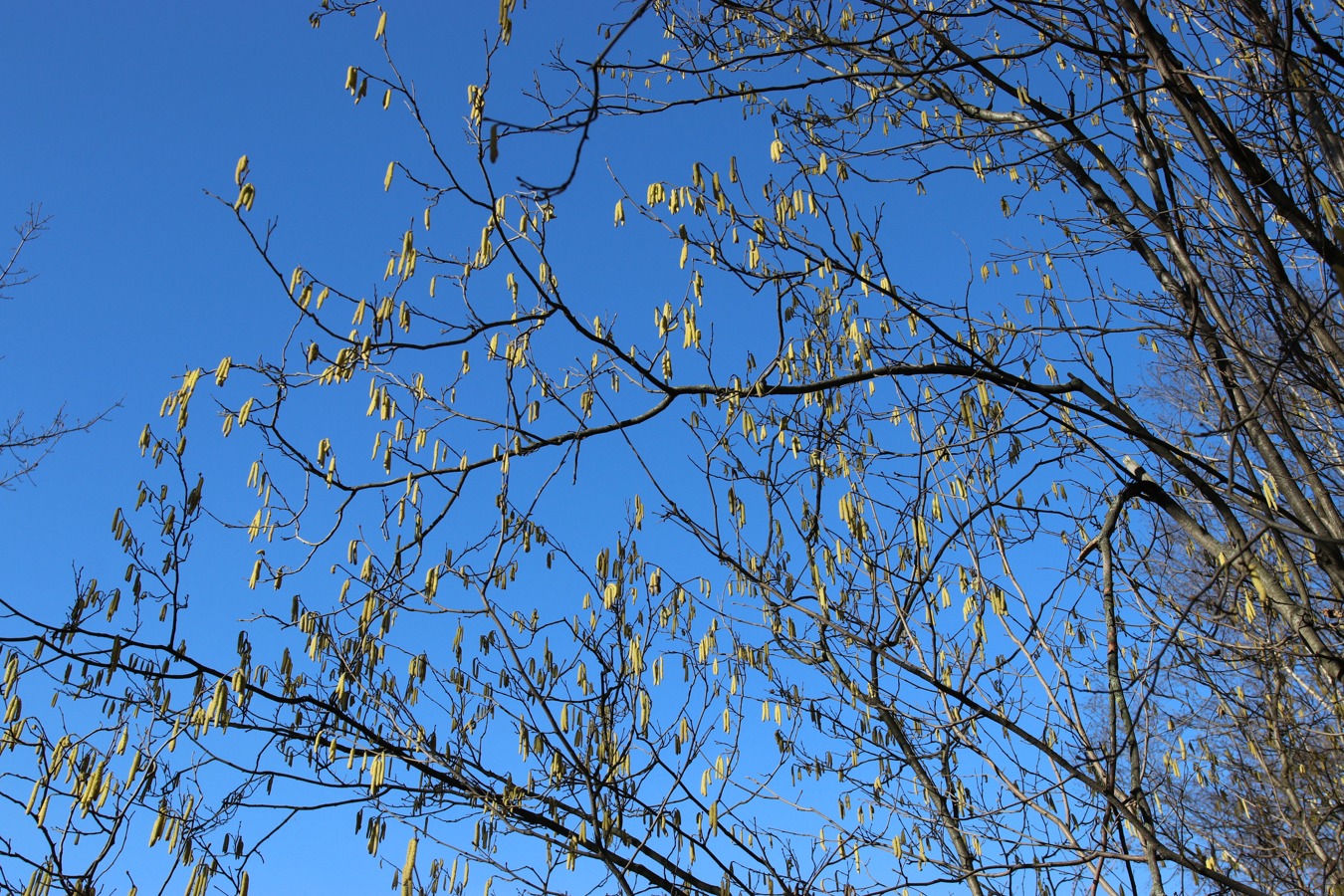 Image of Corylus avellana specimen.