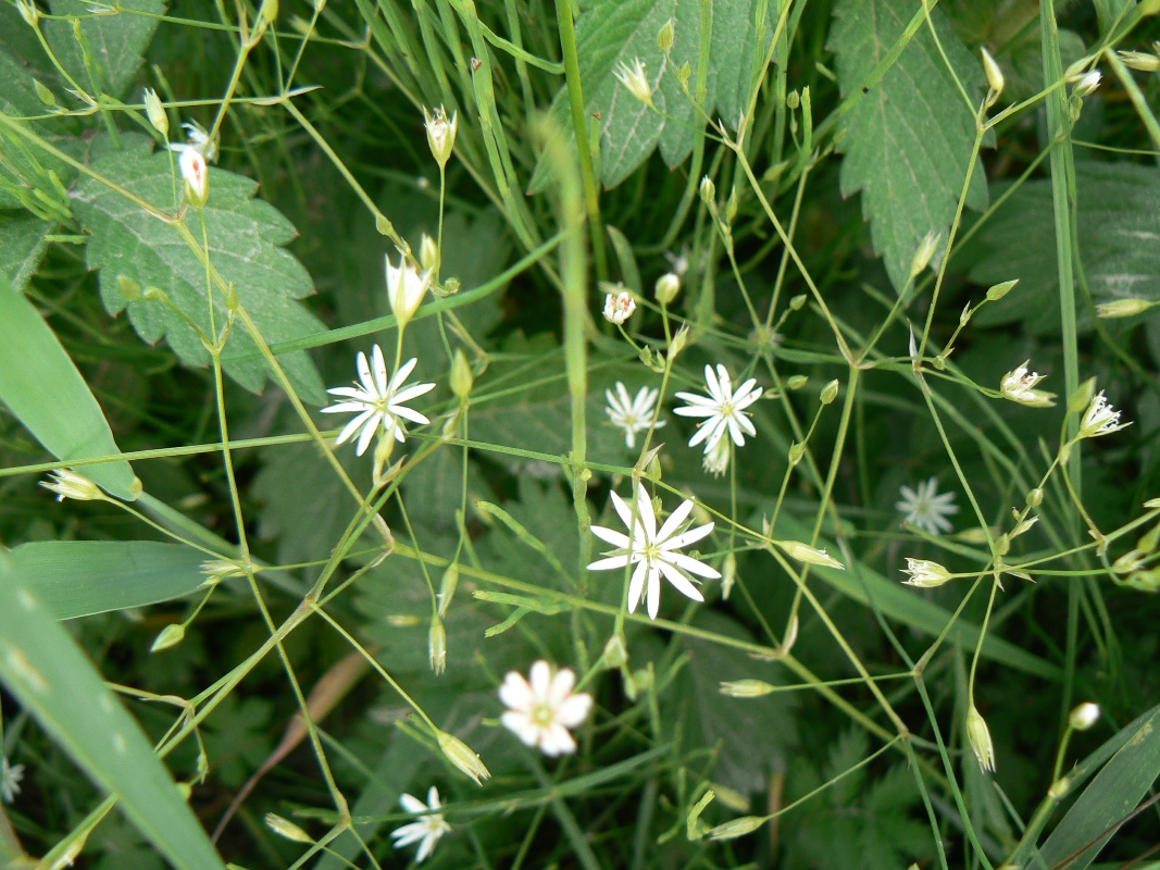 Изображение особи Stellaria filicaulis.