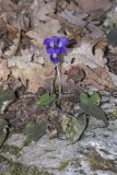 Viola dehnhardtii