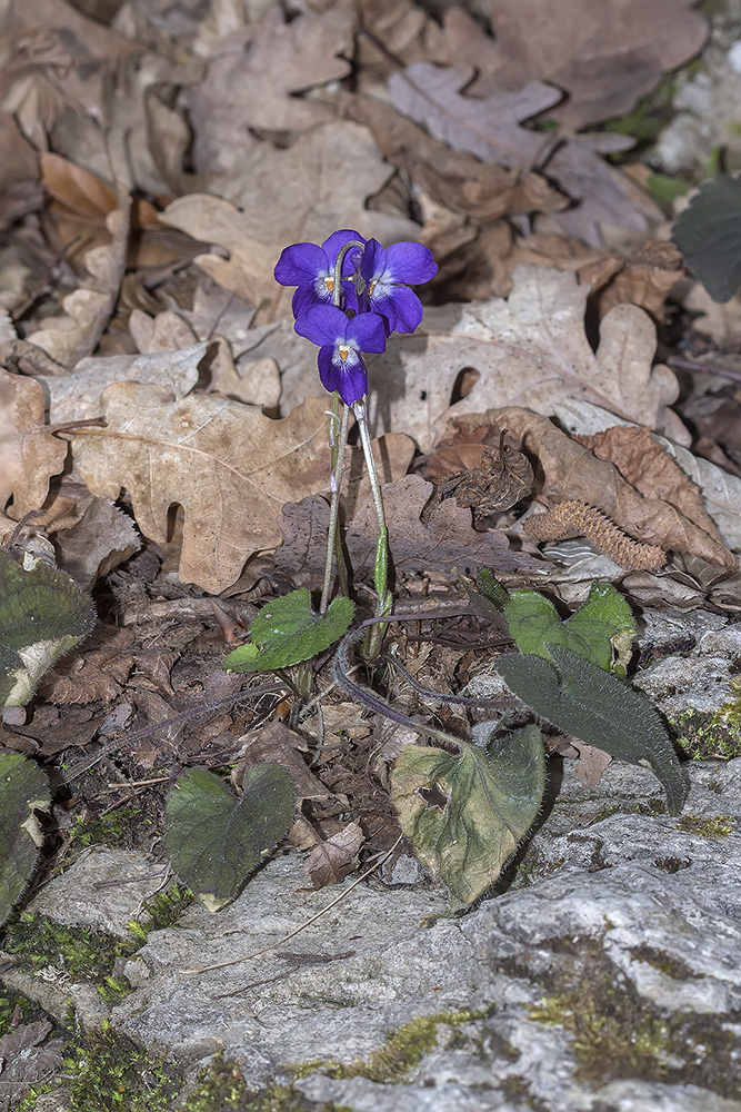 Image of Viola dehnhardtii specimen.