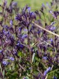 Nepeta ucranica