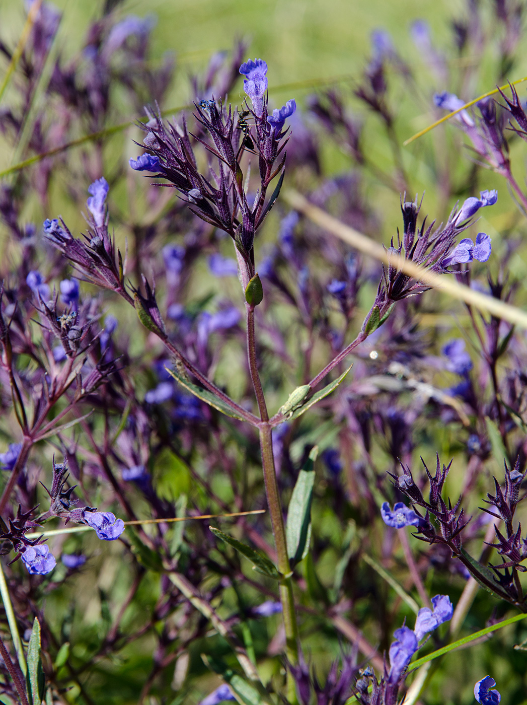 Изображение особи Nepeta ucranica.