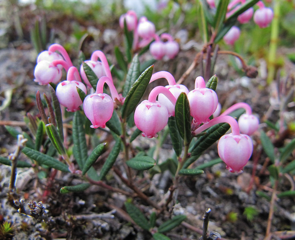 Изображение особи Andromeda polifolia.