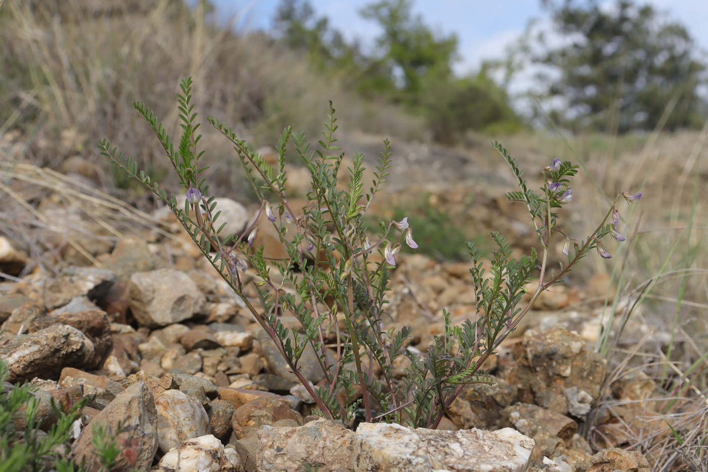 Изображение особи Vicia ervilia.