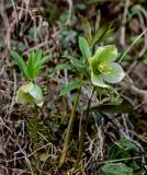 Helleborus caucasicus