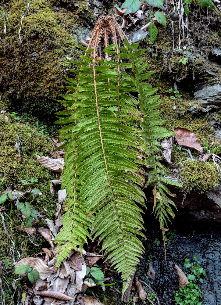 Image of Dryopteris filix-mas specimen.
