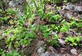 Fragaria vesca. Плодоносящие растения. Республика Карелия, Ладожское озеро, ос-в Сюскюянсаари, прибрежные скалы. Начало июля.