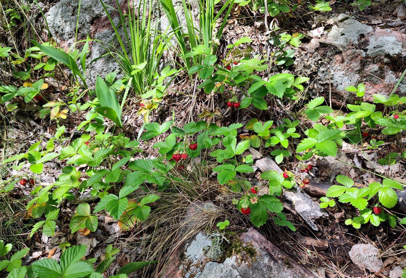 Image of Fragaria vesca specimen.
