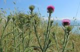 genus Carduus